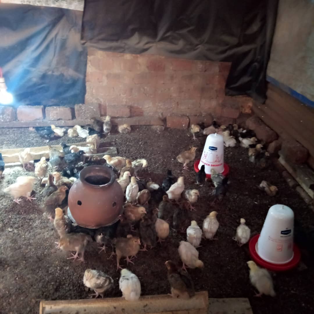 Namugerwa Sylvia's poultry farm in Kampala, with dozens of young chicks on the ground and feeding equipment.